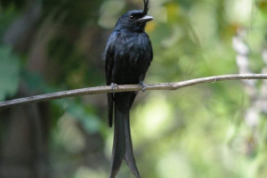 Dronno - liczny pręt wróbla Dronno - liczny pręt wróbla